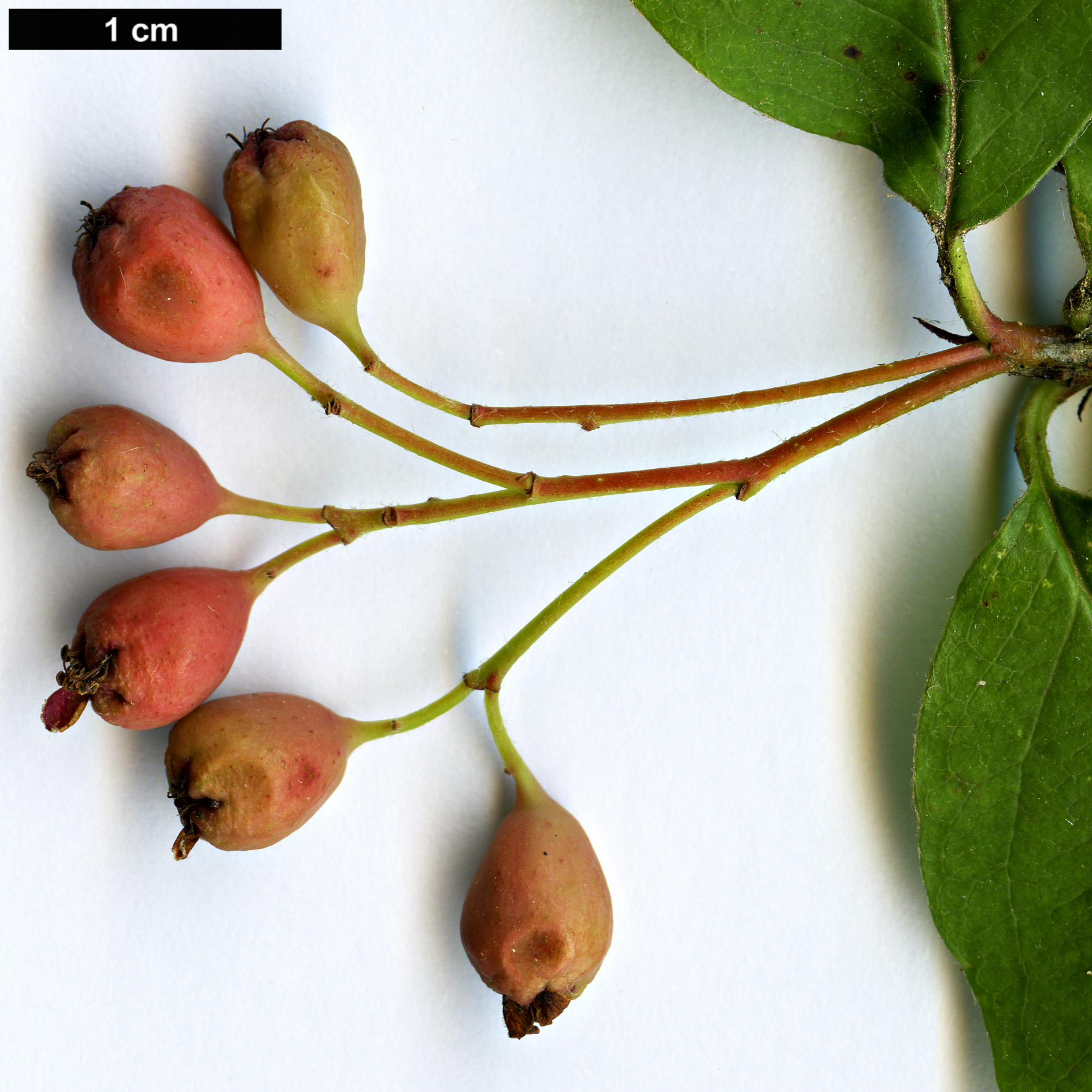 High resolution image: Family: Rosaceae - Genus: Cotoneaster - Taxon: roseus